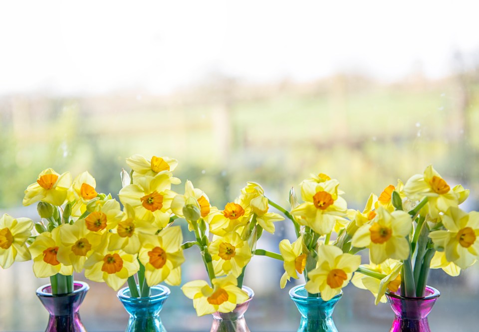 Several bunches of yellow daffodils in colorful vases on a windowsill.