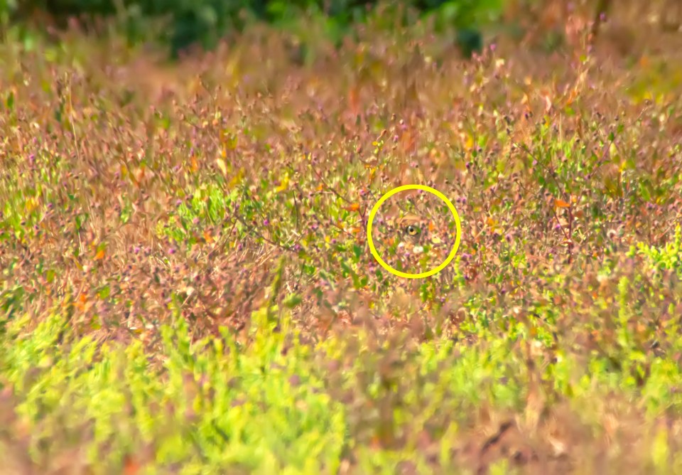 Camouflaged Macqueen's bustard hidden in vegetation.