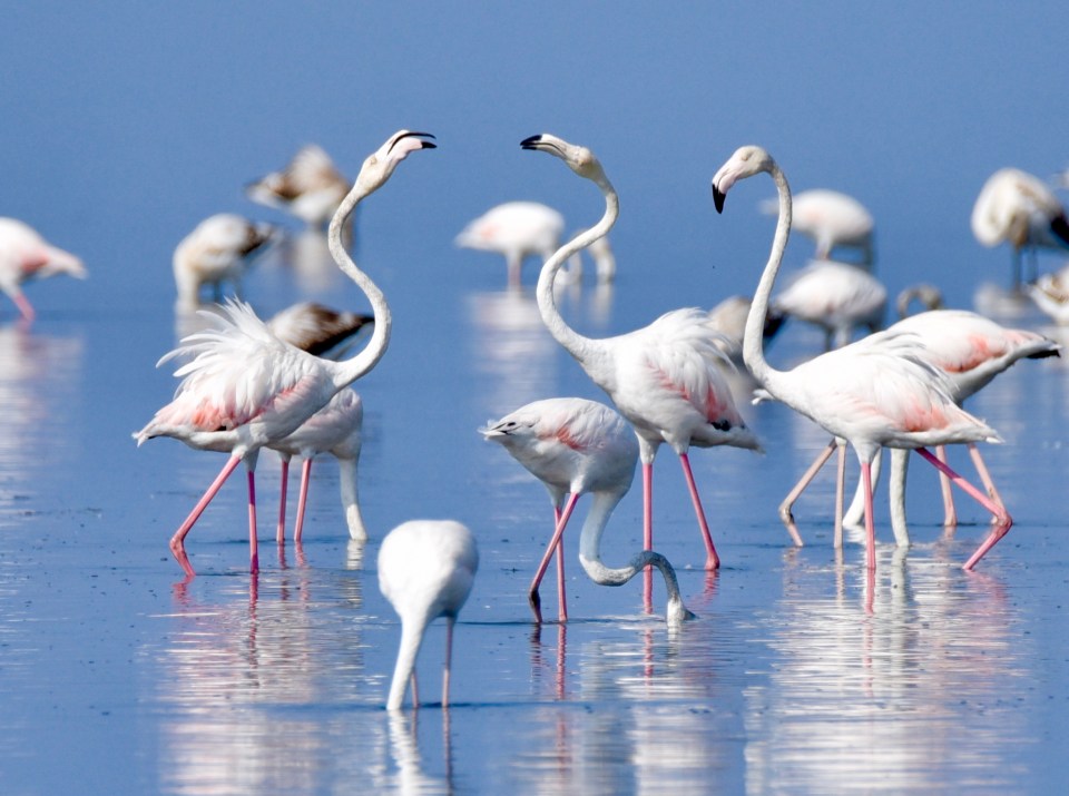 Greater flamingos in Lake Korission, Corfu.