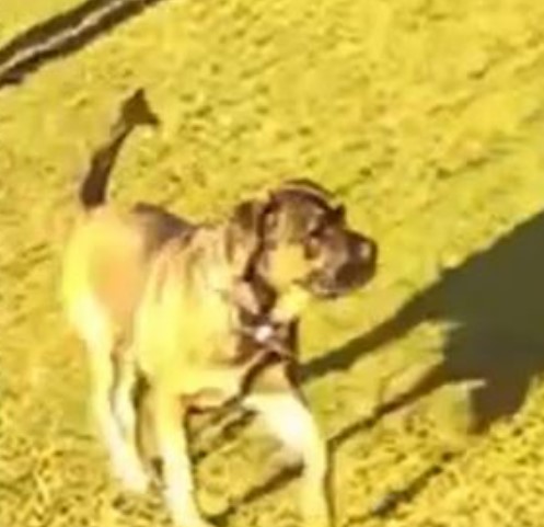 Dog playing outdoors.