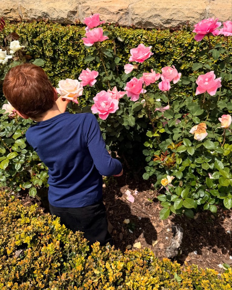 Child smelling pink roses in a garden.