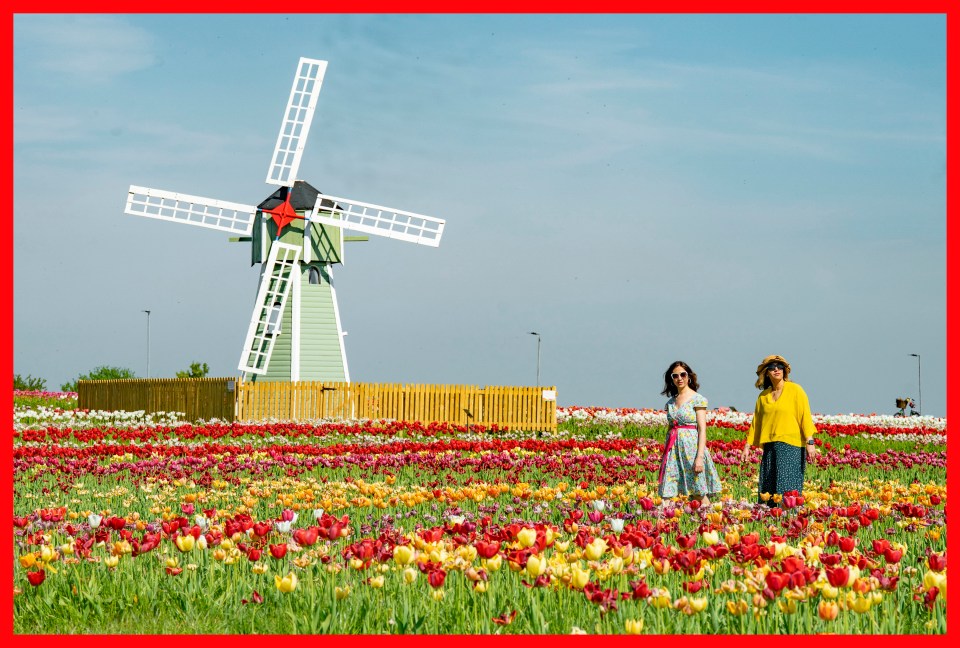 Two women walking through a field of tulips in front of a windmill.
