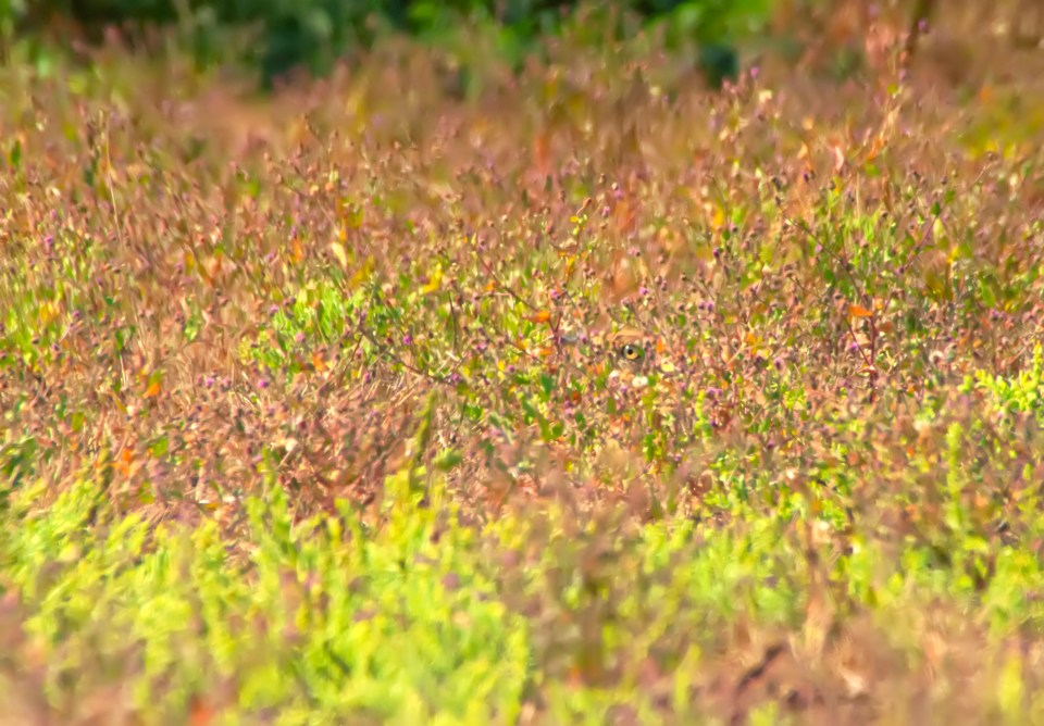 Camouflaged owl hidden in vegetation.