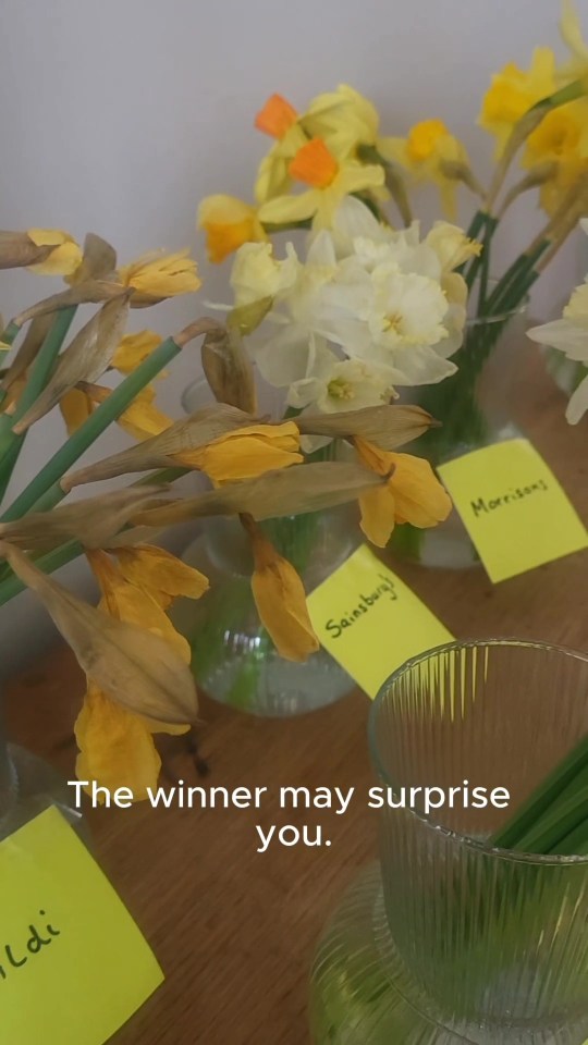 Daffodils from different supermarkets in vases, labeled with supermarket names.