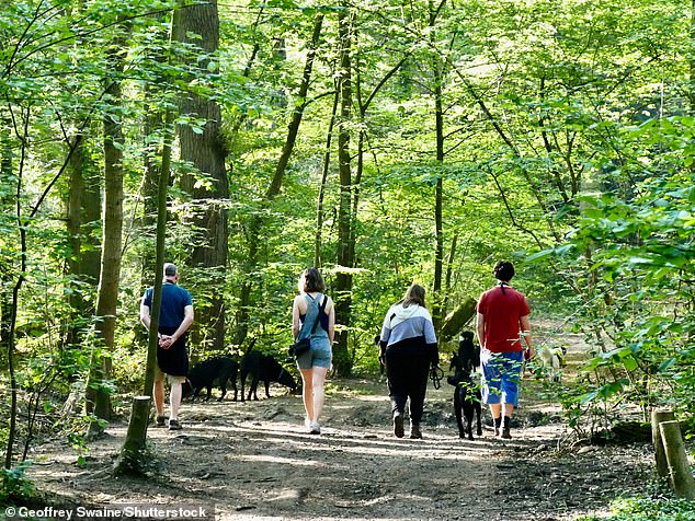 People go for a walk in the woods in the early morning sunshine in Dunsden, Oxfordshire, today