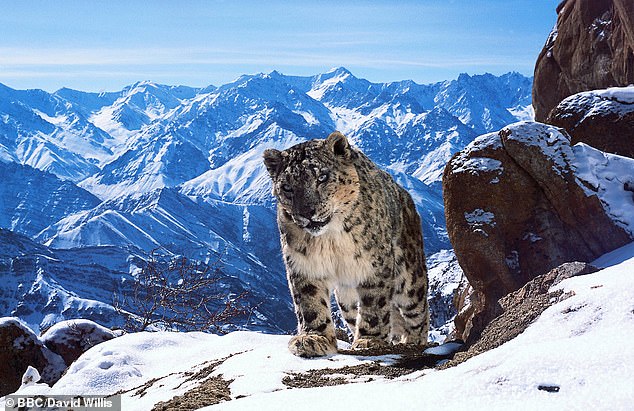 In the decades since, Sir David has been behind some of the most successful documentary series in British television, including The Living Planet, Planet Earth and Frozen Planet [Planet Earth II pictured]