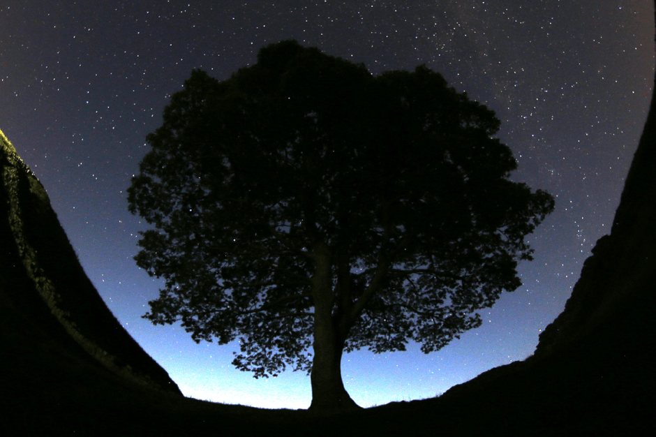 Silhouette of a large tree at night under a starry sky.