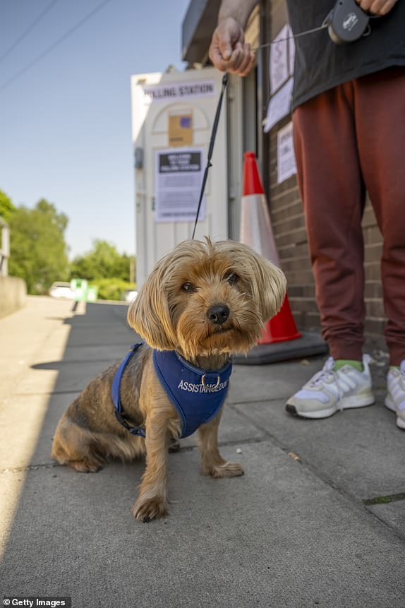 RUNCORN, ENGLAND - MAY 01: Lucy the Yorkshire terrier pictured outside the Royal British Legion polling station on May 01, 2025 in Runcorn, England. The Runcorn and Helsby seat is in contention after MP Mike Amesbury was prosecuted for a drunken assault on a constituent. Once one of Labour's safest seats with a 14696-vote majority, Nigel Farage's Reform Party is polling well. (Photo by Anthony Devlin/Getty Images)