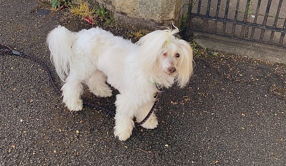 Undated handout photo taken with permission from the X, formerly Twitter, of @yoshineale of Yoshi, a 13-year-old Chinese Crested Powderpuff, outside a polling station in Rothwell, Northamptonshire, as voters go to the polls in 23 council areas across England, and vote in six mayoral contests across devolved regions. The hashtag #dogsatpollingstations was used frequently on X, formerly known as Twitter, on Thursday, amid a total of 1,641 council seats being up for grabs across 23 local authorities. Issue date: Thursday May 1, 2025. PA Photo. See PA story POLITICS ElectionsDogs. Photo credit should read: @yoshineale/PA Wire NOTE TO EDITORS: This handout photo may only be used for editorial reporting purposes for the contemporaneous illustration of events, things or the people in the image or facts mentioned in the caption. Reuse of the picture may require further permission from the copyright holder.