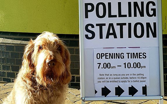 Undated handout photo issued by Andrew Smith of Hugo the 12-year-old Spinone Italiano, outside a polling station in Cambridgeshire as voters go to the polls in 23 council areas across England, and vote in six mayoral contests across devolved regions. The hashtag #dogsatpollingstations was used frequently on X, formerly known as Twitter, on Thursday, amid a total of 1,641 council seats being up for grabs across 23 local authorities. Issue date: Thursday May 1, 2025. PA Photo. See PA story POLITICS ElectionsDogs. Photo credit should read: Andrew Smith/PA Wire NOTE TO EDITORS: This handout photo may only be used for editorial reporting purposes for the contemporaneous illustration of events, things or the people in the image or facts mentioned in the caption. Reuse of the picture may require further permission from the copyright holder.