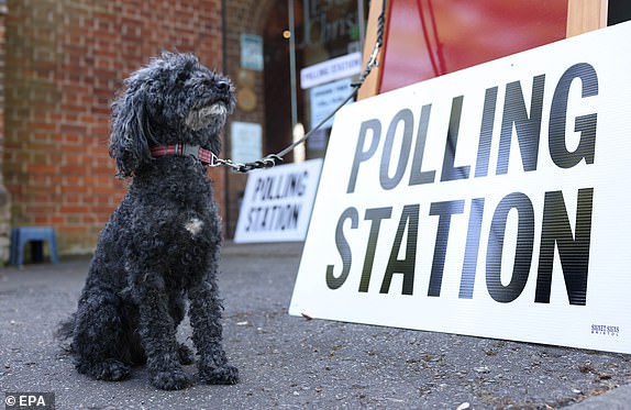 epa12067123 Katla, a miniature poodle sits at a polling station in Cambridge, Britain, 01 May 2025. Elections are being held across England to select councillors for 23 councils as well as four regional and two local mayors.  EPA/NEIL HALL