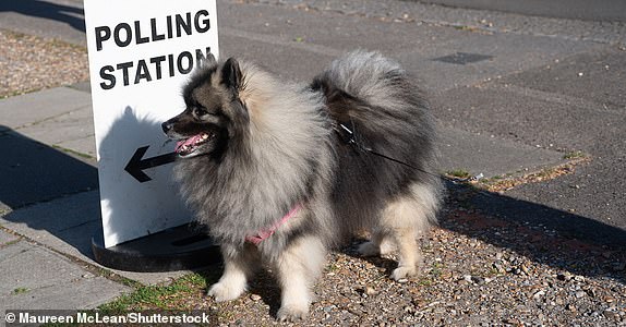 Mandatory Credit: Photo by Maureen McLean/Shutterstock (15278434b) Sansa the dog, a Keeshond, waits patiently outside a Polling Station in the village of Farnham Common in Buckinghamshire Local Elections, Dogs At Polling Stations, Farnham Common, Buckinghamshire, UK - 01 May 2025