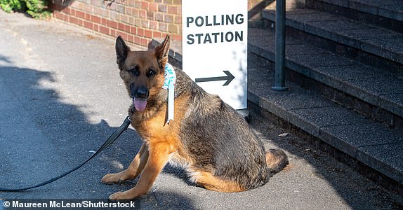 Mandatory Credit: Photo by Maureen McLean/Shutterstock (15278421b) Lara the dog wears a Reform rosette as she sits outside the Polling Station at Stoke Poges Village Hall in Buckinghamshire Local Elections, Dogs At Polling Stations, Stoke Poges, Buckinghamshire, UK - 01 May 2025