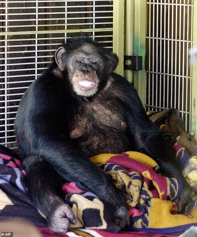 Herold was given Xanax to relax after he tried to escape by stealing the owner's car keys, which may have contributed to his violent outburst