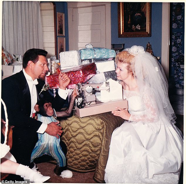 The beloved orphan chimp Moe acted as 'best man' at the wedding of St James and LaDonna Davis