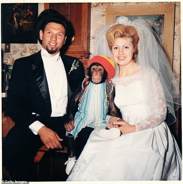 St James brought orphaned chimpanzee Moe home from Tanzania, and the couple treated him more like a son than a wild animal
