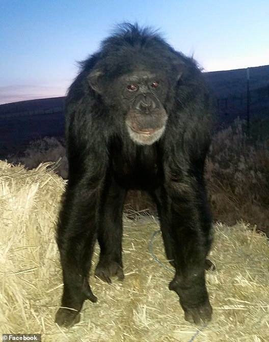 Buck the adult chimpanzee was shot by a deputy for his unprovoked attack on his owner's 50-year-old daughter