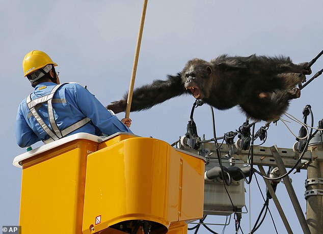 Chacha, the male chimp, screams at a worker as he desperately to avoid being captured
