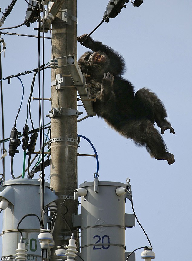 The chimp escaped from Sendai Yagiyama Zoological Park with keepers in hot pursuit but climbed up an electricity pole