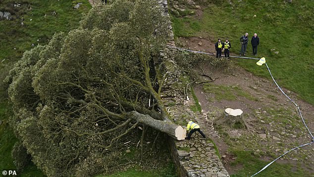 Police officers look at the Sycamore Gap tree next to Hadrian's Wall on September 28, 2023