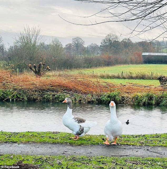 Geese George and Mildred were named after the 1976 sitcom featuring a married couple adapting to life in an up-market housing estate