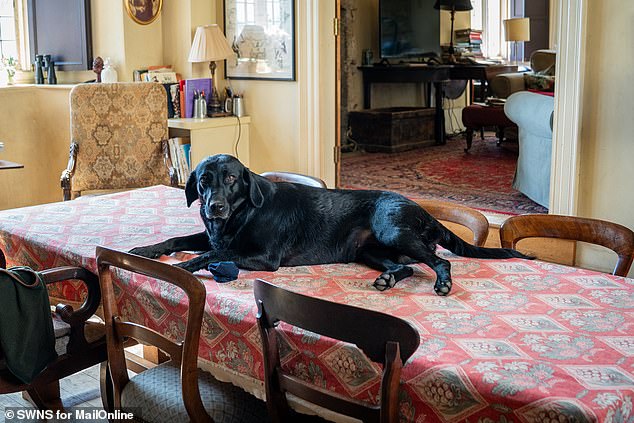 Inside the mansion, the Fulford's faithful black labrador has pride of place on the table