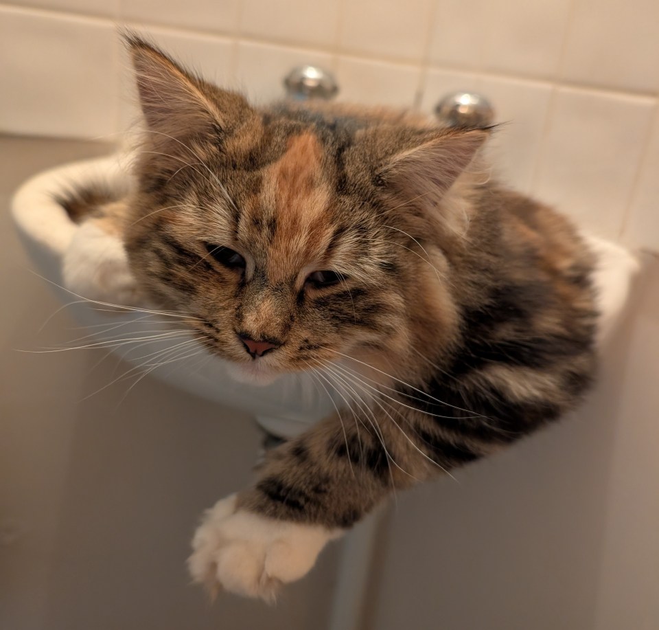 A calico cat relaxing in a bathroom sink.