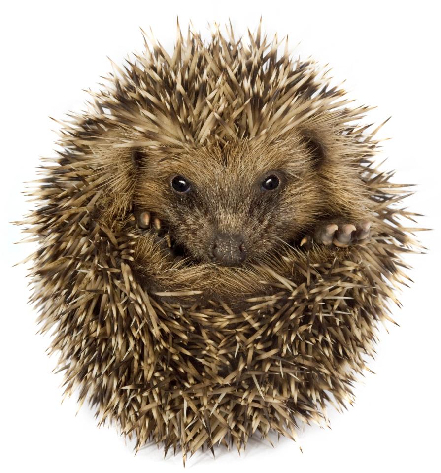 Hedgehog curled into a ball.