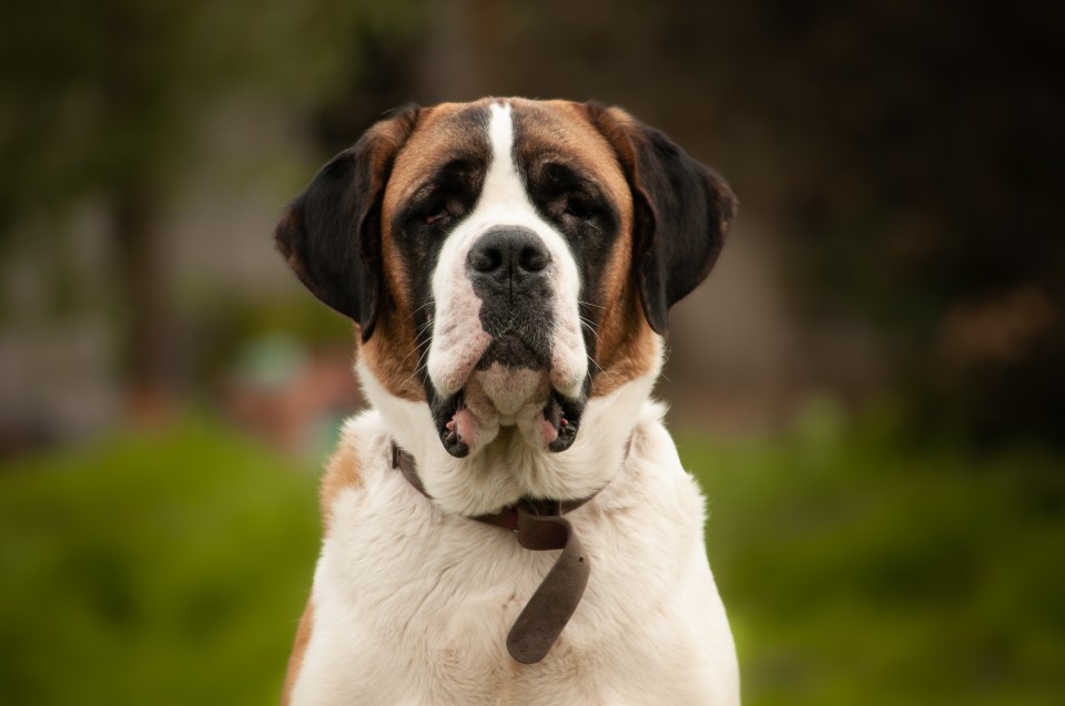 Portrait of a Saint Bernard dog.