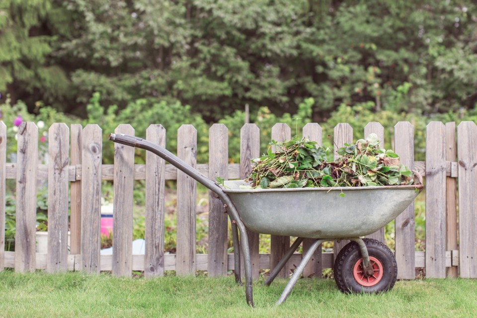 Wheelbarrow full of weeds next to a wooden fence.
