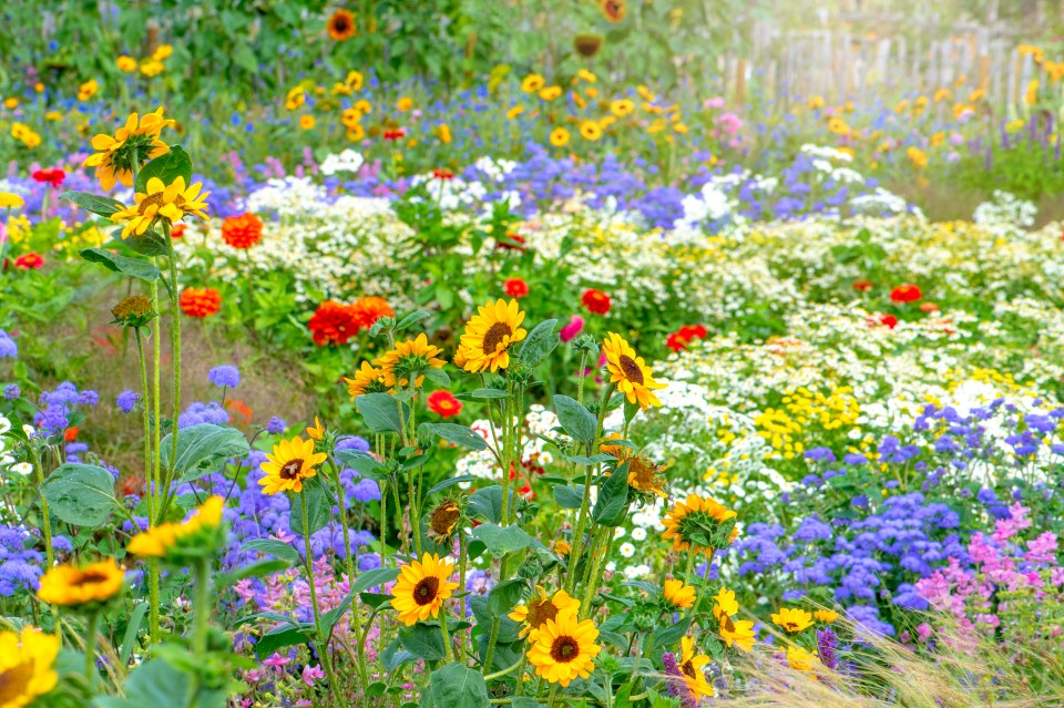 Vibrant wildflowers in a sunny meadow.