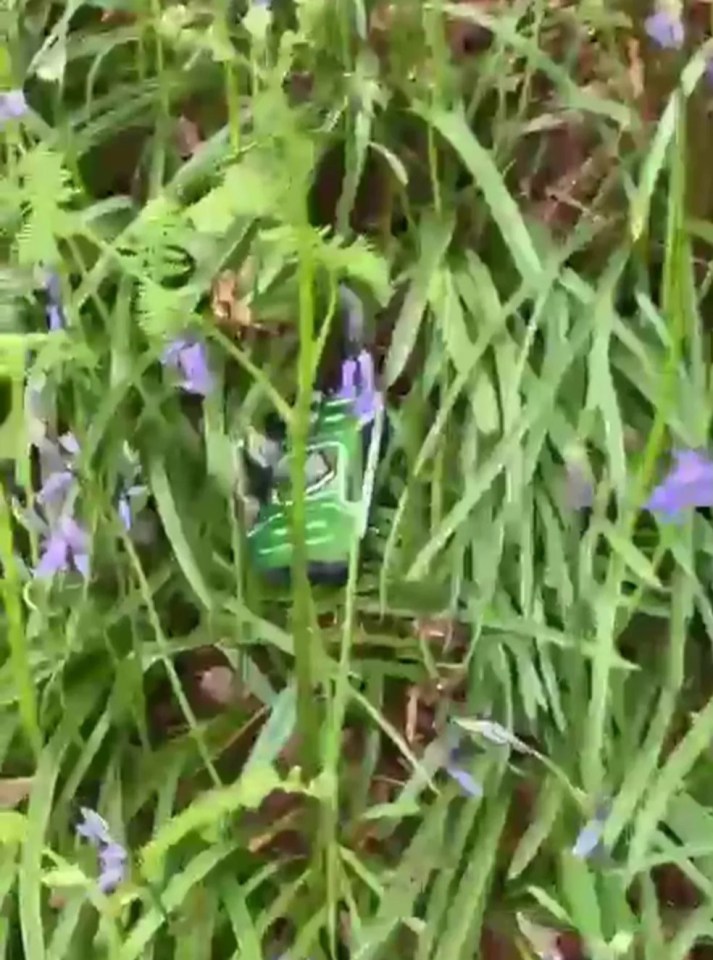 iPhone found undamaged in thick foliage.