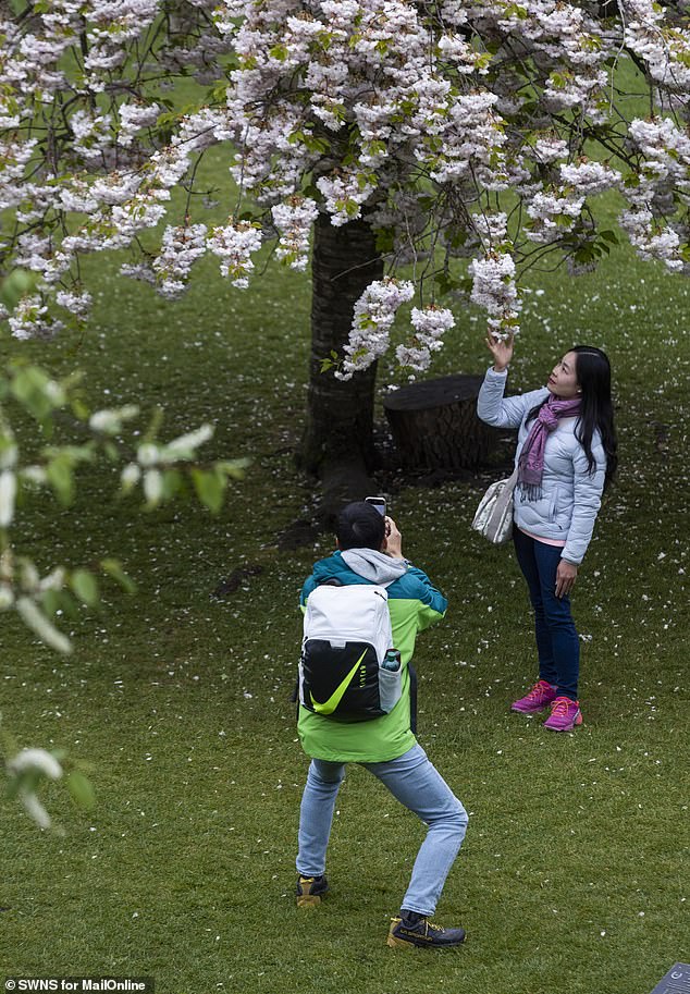 A woman poses for a picture with a cherry blossom tree in Bath. In all, tourism is thought to generate £280billion for the UK economy every year