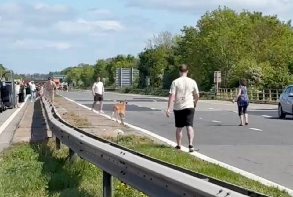 A goat on a motorway causes traffic to stop; people attempt to guide it to safety.