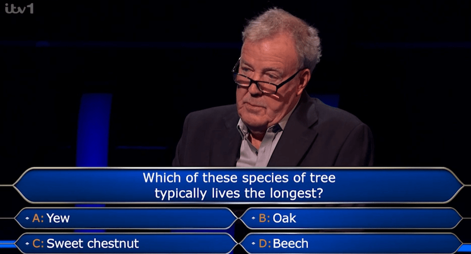 Contestant on game show considering which tree lives longest: yew, oak, sweet chestnut, or beech.