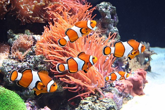In the movie, Nemo's mom dies; however, in real life, his dad would become the new dominant female, and the two would most likely reproduce
