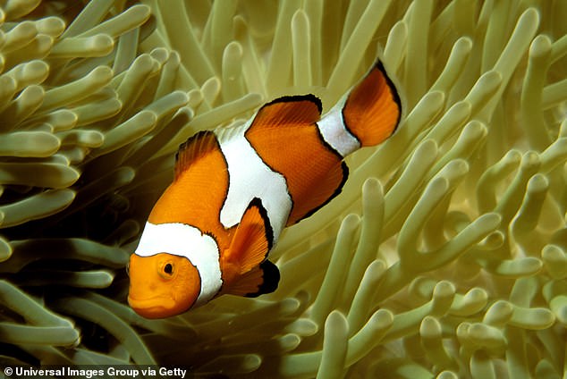 Clownfish live in a female-dominated community. When the 'queen' dies, the dominant male transitions to a female and starts the reproductive cycle over again