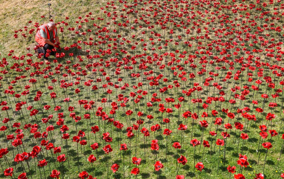 A volunteer planting ceramic poppies at the Tower of London.