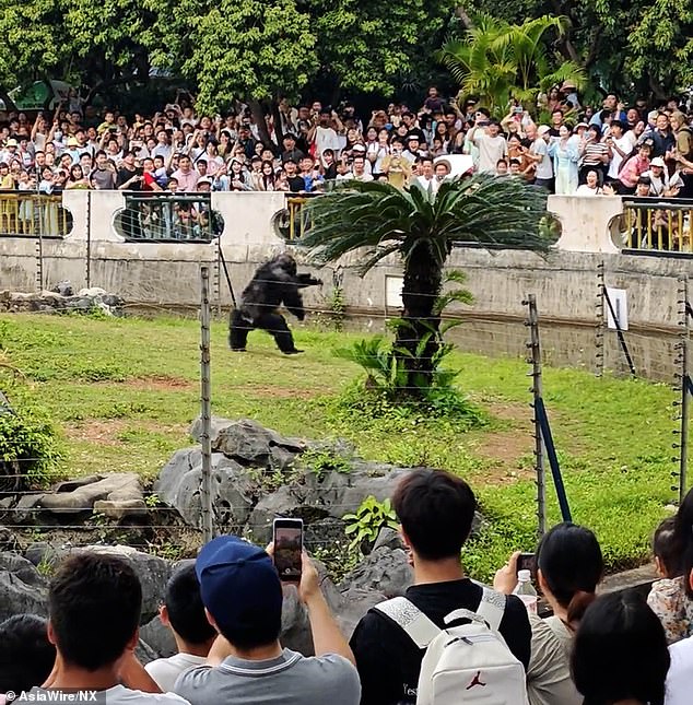 Zoo staff rushed to the scene and an injured person was taken to hospital, though the injuries were later confirmed as minor