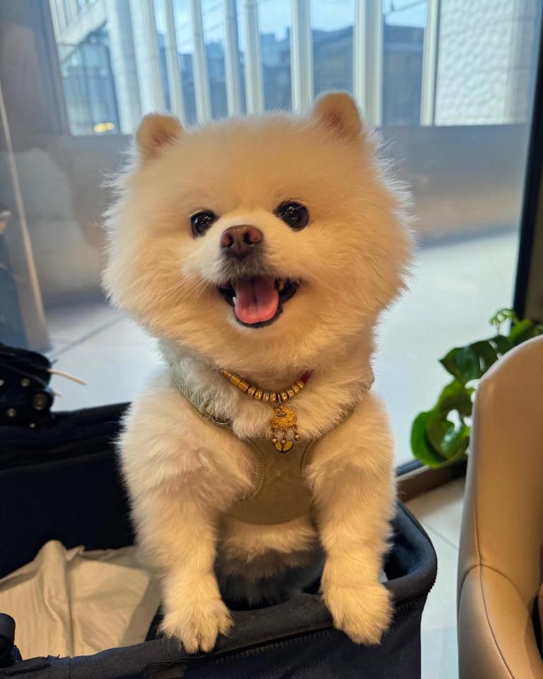 A fluffy white Pomeranian dog sitting in a carrier.