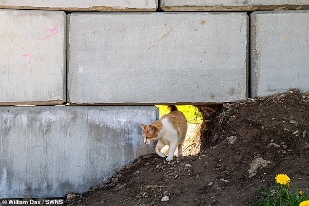 A cat seen walking through a hole in the wall in Okehampton, where pedestrians are banned