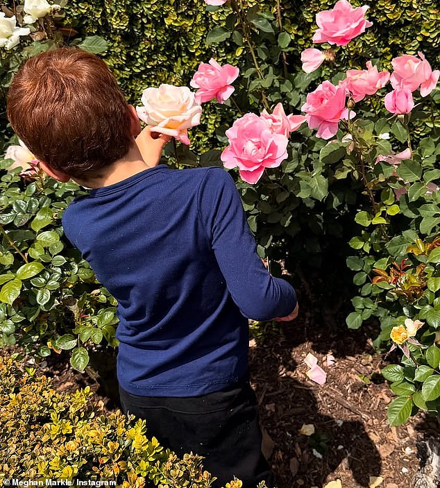 Archie picks roses from the garden in an image released by Meghan on her Instagram last week