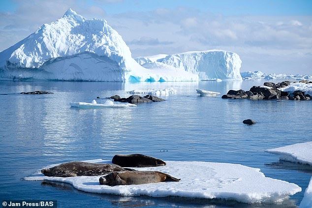 The environmentalist reveals in the new movie that 'the oceans can recover faster than we ever imagined'