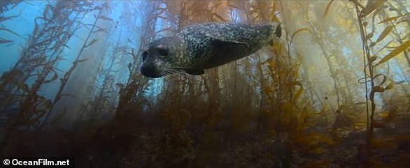 But as in all the best cinematic thrillers, Ocean dangles a lifeline while threatening to snatch it away (pictured: a still from Ocean with David Attenborough)