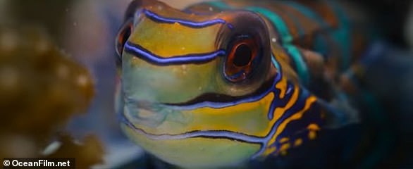 What fills Attenborough with hope is the increasing evidence that our seas and oceans and everything in them can recover more quickly than previously he dared to think
