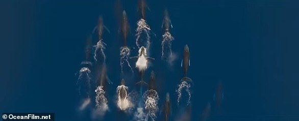 Ocean is full of spectacular underwater camerawork, but unlike most Attenborough documentaries it does not linger on pouncing predators or mysterious mating rituals