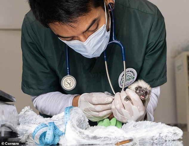 Two of the rescued monkeys are said to have died