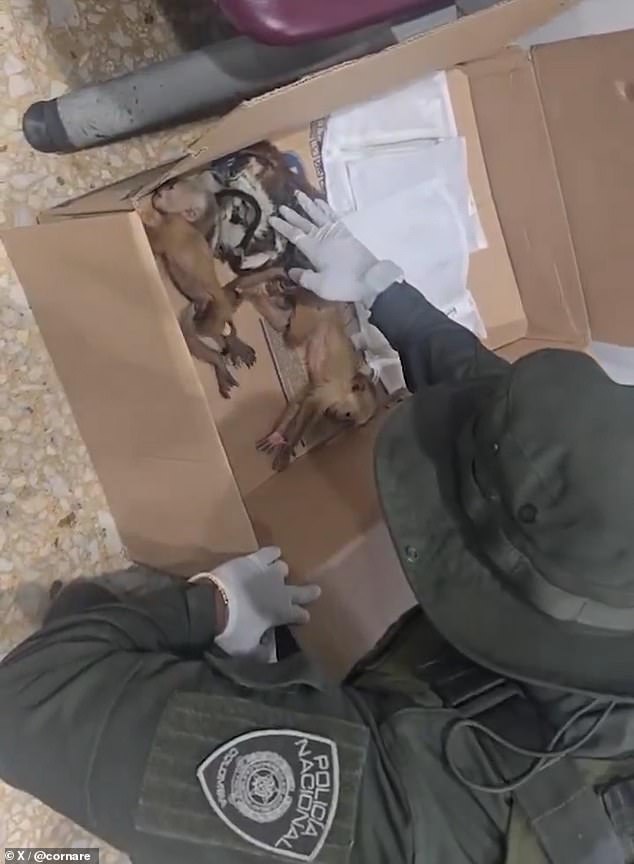 The monkeys were found suffering from severe malnutrition and dehydration
