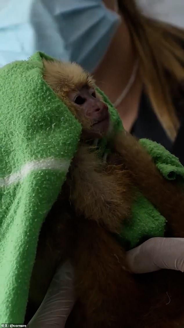 The couple has been charged with animal abuse