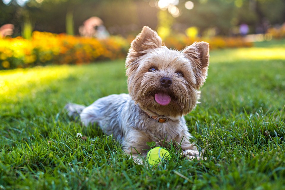 Yorkshire terrier playing with a tennis ball in the grass.